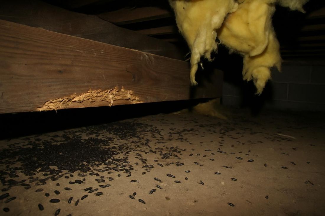 Rat Infestation Treatment in Centennial, CO